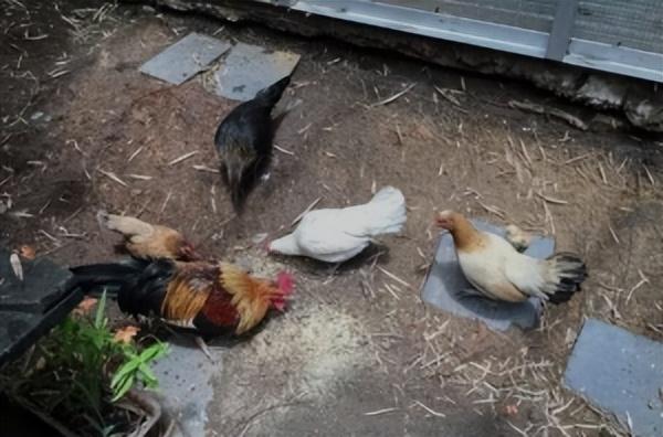 有点坏！新加坡为控制野鸡数量，偷偷给野鸡下避孕药