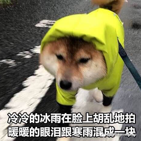 任性还是犯懒？一天可能下三场雨的新加坡，有37%的人表示从来不带伞