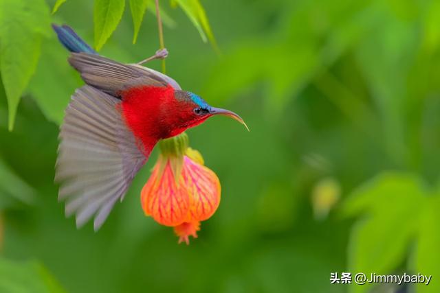 世界国鸟传奇：新加坡(SINGAPORE) 黄腰太阳鸟