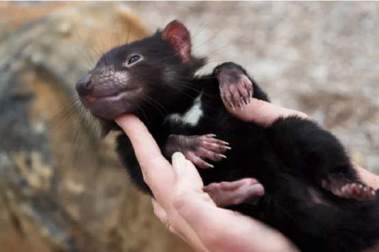 新加坡夜间动物园添新宠，濒危物种“塔斯马尼亚恶魔”袋獾首次迎客