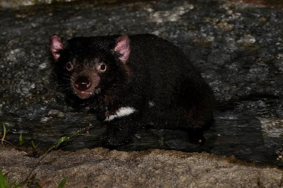 新加坡夜间动物园添新宠，濒危物种“塔斯马尼亚恶魔”袋獾首次迎客