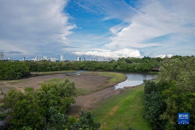 湿地之美丨新加坡双溪布洛湿地