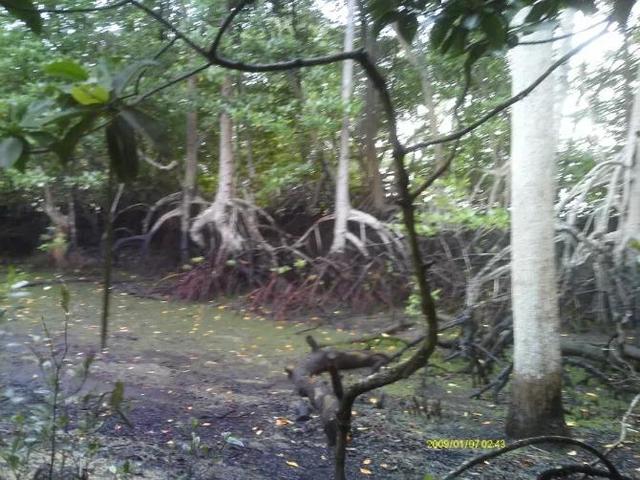 去新加坡最后一个热带雨林乡村乌敏岛采榴莲的遭遇