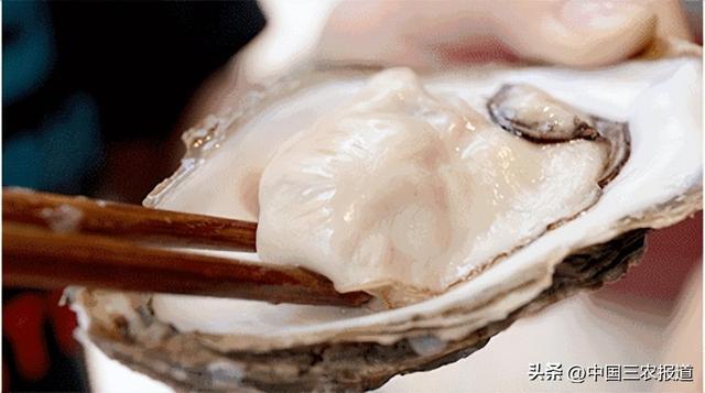“海中牛奶”比手掌个头还大？东北有个村子专门做这门生意