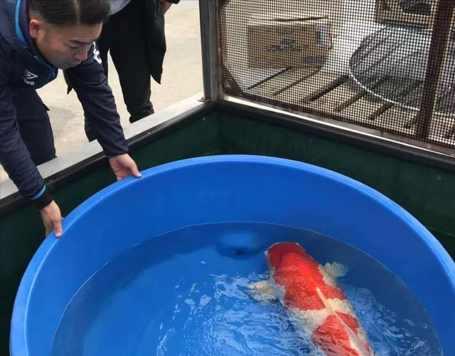 山西男子300万买日本锦鲤被嘲冤大头，4年后，日本渔民将其拉黑