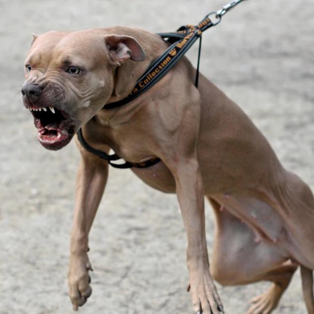 盘点被禁止饲养10种狗：比特犬压哨入选，小日本有2种狗不能养
