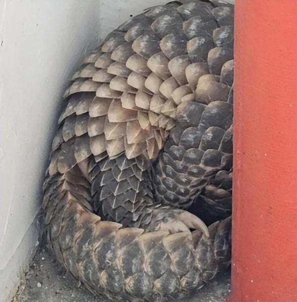 穿山甲贪玩迷路，从下水道钻到新加坡逛街