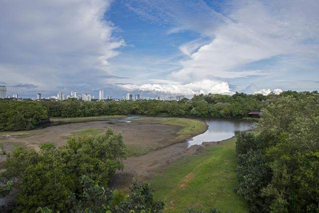 （国际）湿地之美丨新加坡双溪布洛湿地