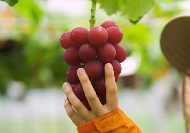 日本媒体指责，韩国人偷了他们的葡萄