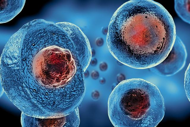 isei 日本干细胞：女性的生育能力从35岁开始加速下降，干细胞帮忙