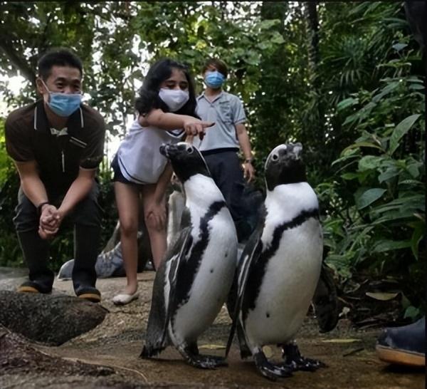 新加坡居然还有地方撸企鹅啦！走走！太萌啦