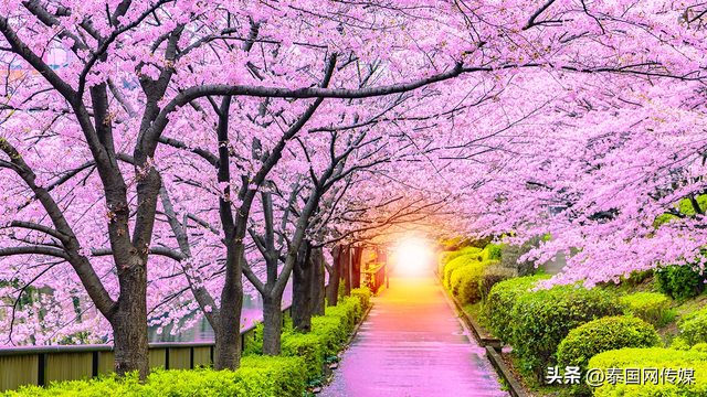 年末日均3.3万泰国人出国旅游？日韩最受欢迎！