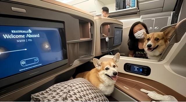 新加坡航空修改条例，明年4月起禁止情感支持犬乘机