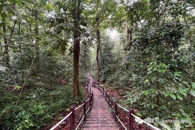 徒步爱好者喜讯！新加坡八大自然保护区大揭秘