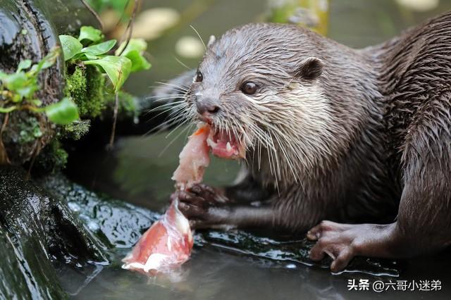 水獭在新加坡完美演绎了一场“古惑仔之江湖情仇”，动物也疯狂！