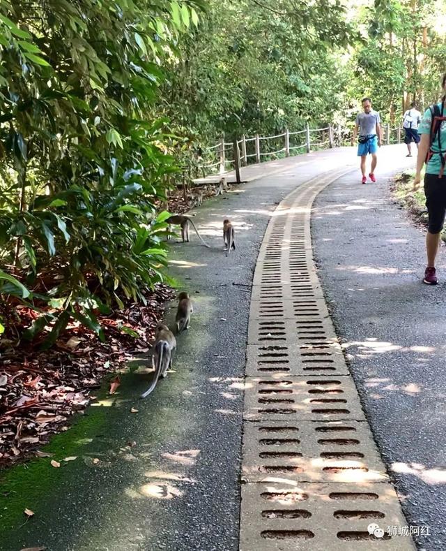 “我登上了新加坡的最高峰，还看到了九寨沟”