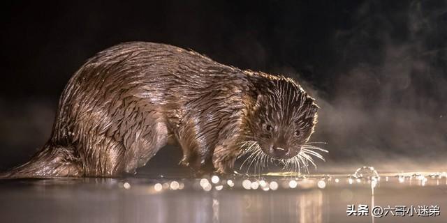 水獭在新加坡完美演绎了一场“古惑仔之江湖情仇”，动物也疯狂！