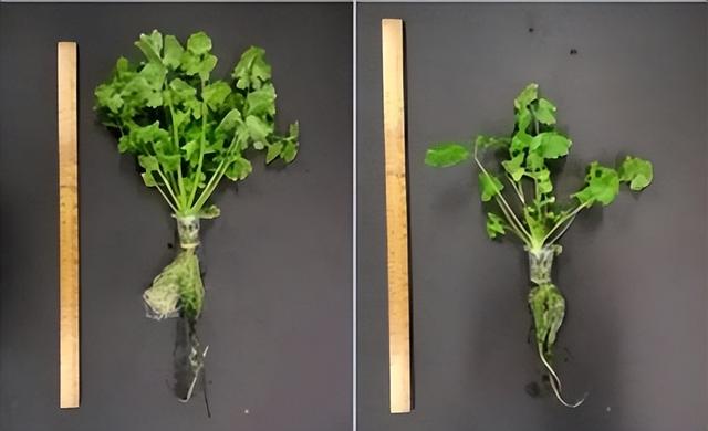 新加坡人真会吃！要尝鲜“太空蔬菜”！六的都七啦！