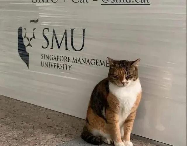 在新加坡到处都是猫，它们的耳朵都少了一角，你知道是为什么吗？