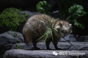 新加坡夜间动物园新成员驾到！Night Safari新节目“夜之生灵”开放啦