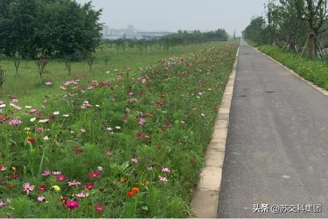 匠心镌刻 • 品质项目 | 新加坡·南京生态科技岛市政道路工程