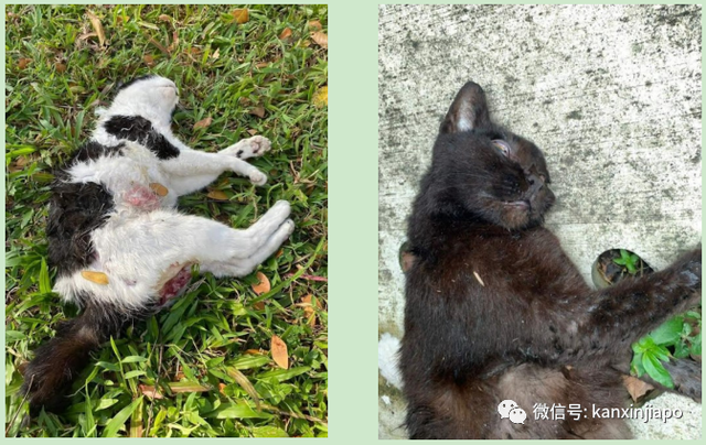 新加坡20多只流浪猫惨死街头，现场触目惊心……