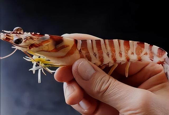 新加坡人一年吃掉多少只虾？看到答案：走！卖虾赚钱去！