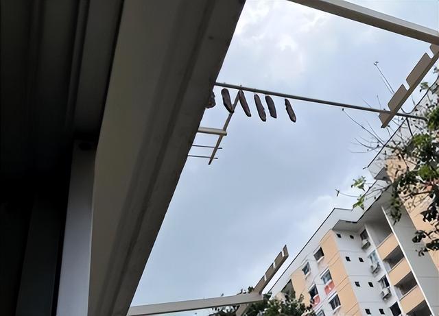 新加坡网友吐槽：恶魔邻居窗外挂“腌肉”、楼下衣服全遭殃