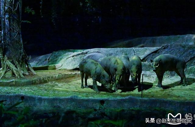 二十年游历分享之294：亚洲73：新加坡11 夜间野生动物园