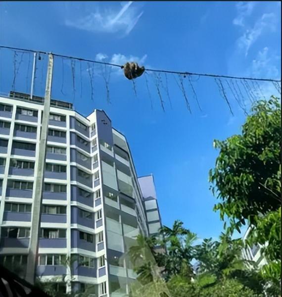 新加坡天降巨蟒，网友调侃：来早啦！抢玉兔风头！