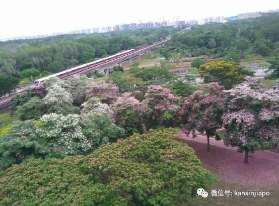 住在新加坡淡滨尼，不想走远能去哪玩？步行就能到这些景点也超棒！