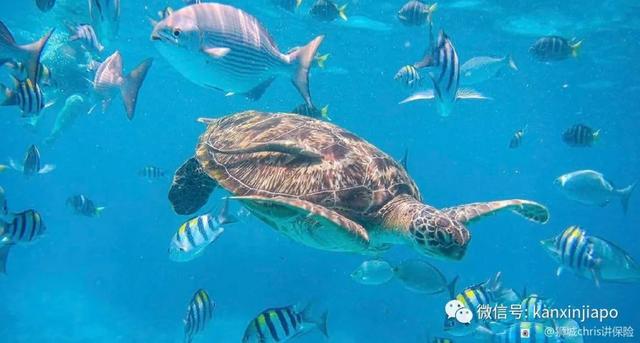 从新加坡出发去海岛妖精-斯米兰岛，景色堪比小马代