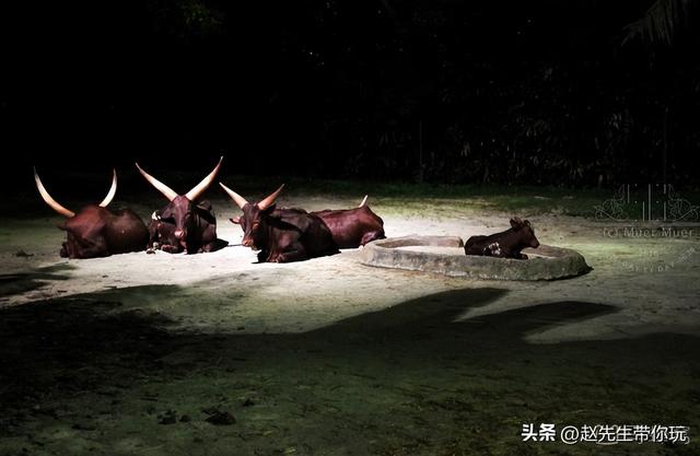 二十年游历分享之294：亚洲73：新加坡11 夜间野生动物园