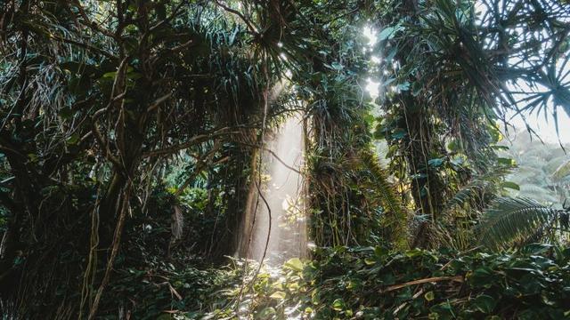 新加坡国立大学硕士申请（5）——生物保护和气候解决方案