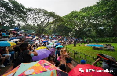 新加坡裕廊飞禽公园雨中结业！最后5天迎接近3万游客