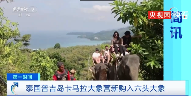 太火爆！普吉岛一大象营地采购6头大象迎接中国游客！泰国：今年有望接待中国游客500万人次