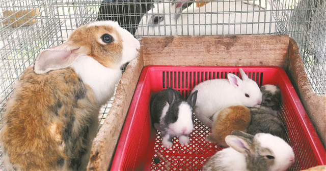 新加坡媒体：每逢兔年，弃养兔子数量比平时增加约三成