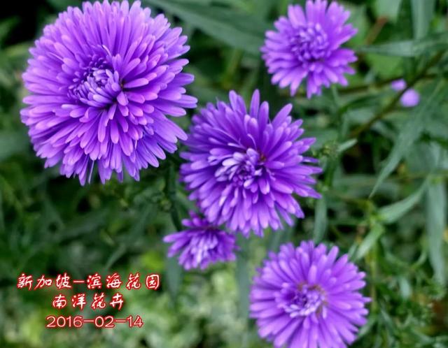 行行摄摄（146）新加坡花卉