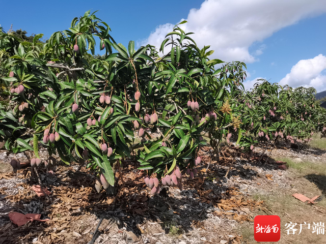 每公斤售价39.8加元 今年首批三亚芒果“飞”向加拿大
