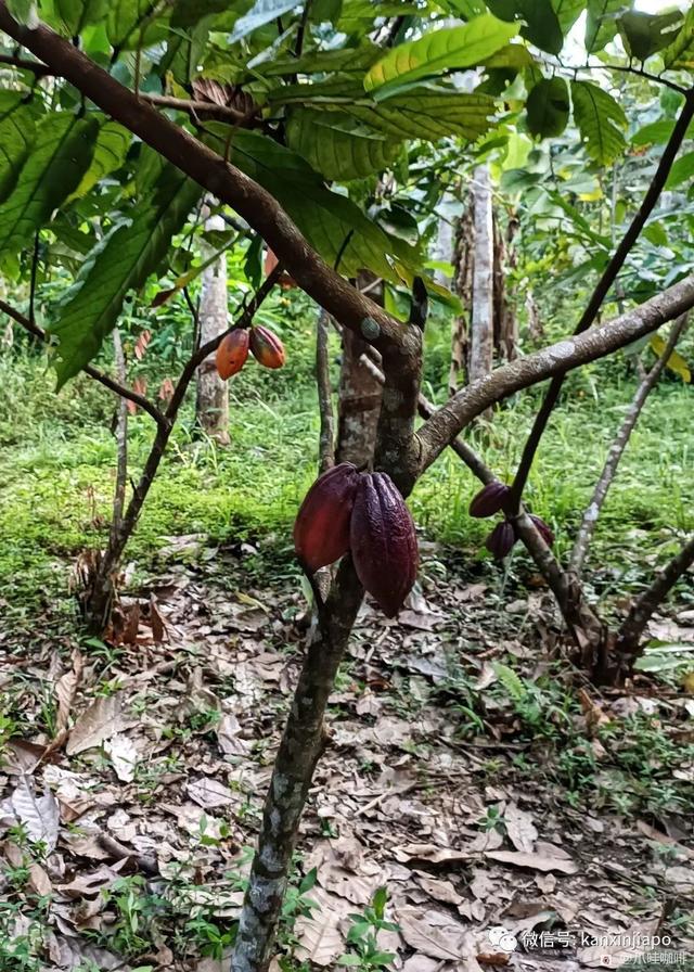 传说中只有马来西亚和印尼才有的神秘花朵，究竟长什么样