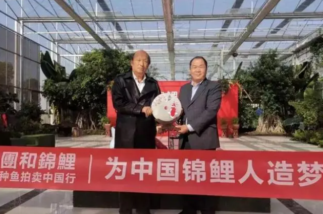 山西大叔300万买条日本鲤鱼遭嘲，4年后发现，这哪是鱼？这是宝贝