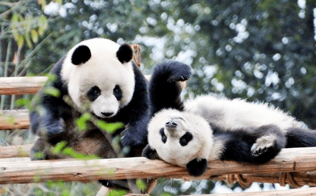 新加坡两公司诉中国政府投资仲裁案中方获胜，事涉熊猫保护