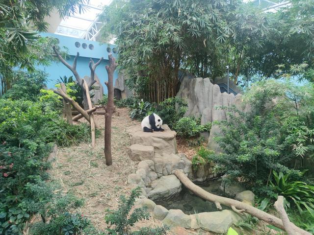 大熊猫在新加坡