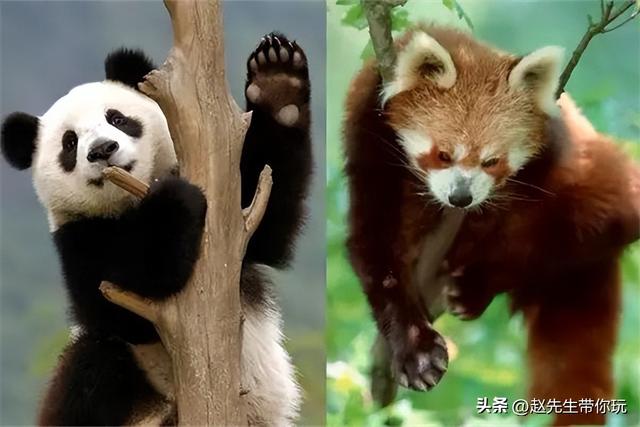 二十年游历分享之309：亚洲88：新加坡25 新加坡动物园3 熊猫套餐