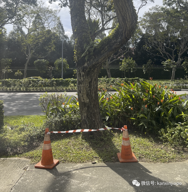 新加坡乌鸦现在越来越无法无天了，公园局告诉你该怎么对付它