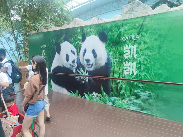 大熊猫在新加坡