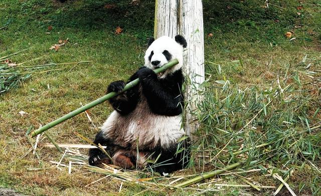 中国租借给美国的大熊猫乐乐死亡