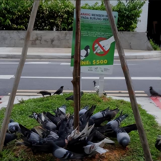 新加坡大叔“善举”引来无数鸟鼠，居民不堪其扰报警