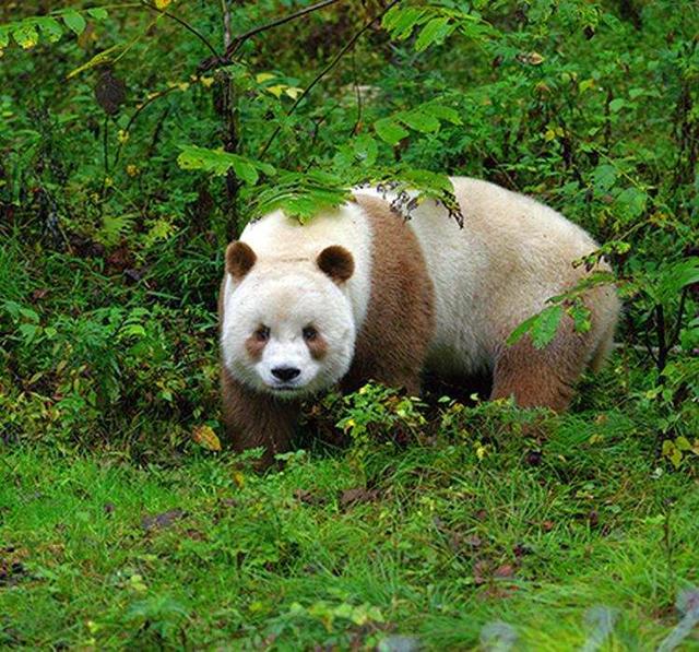 为什么要外国抢着租大熊猫？美国动物园的丫丫骨瘦如柴，精神萎靡
