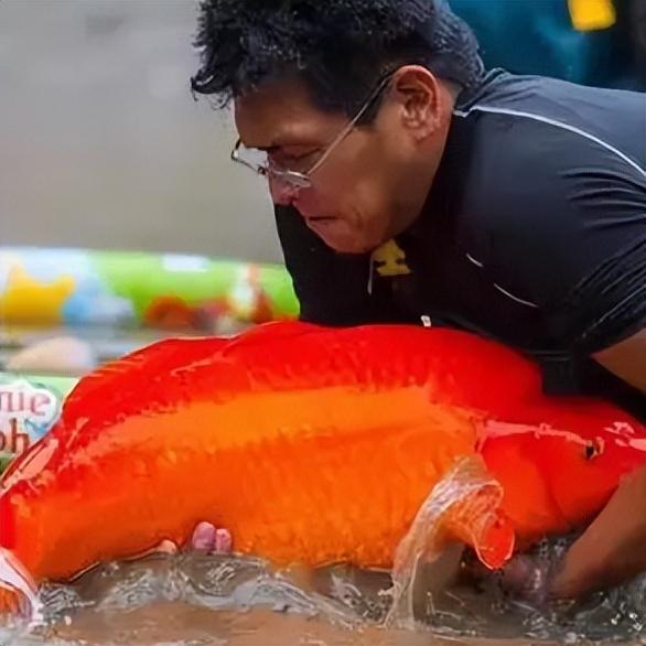 山西大叔300万买条日本鲤鱼遭嘲，4年后发现，这哪是鱼？这是宝贝